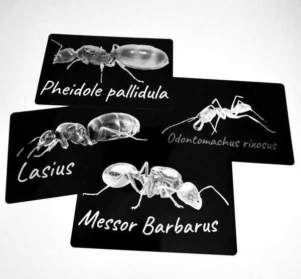 Carte Métallique Noire Personnalisée – Gravure Fourmi La Petite Fourmi