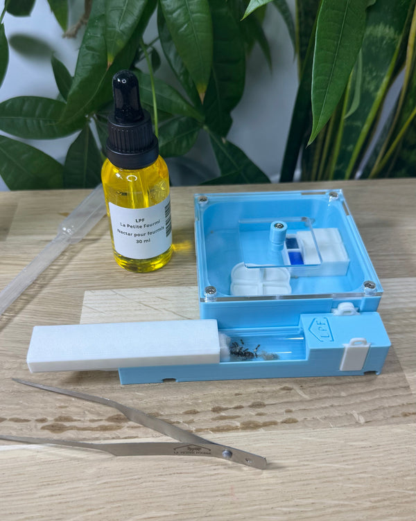 Kit de Démarrage Fourmis – Tout-en-un pour débuter l'élevage