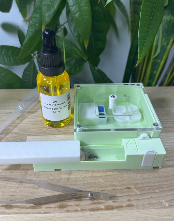 Kit de Démarrage Fourmis – Tout-en-un pour débuter l'élevage