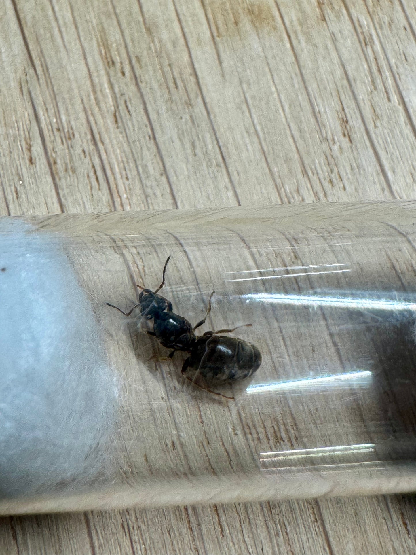 Reine Lasius Sp Noire trouvée lors d'un essaimage