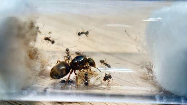 Kit de Démarrage Fourmis – Tout-en-un pour débuter l'élevage