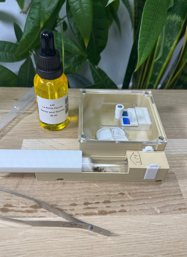 Kit de Démarrage Fourmis – Tout-en-un pour débuter l'élevage