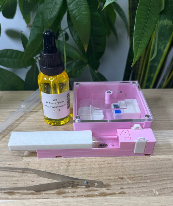 Kit de Démarrage Fourmis – Tout-en-un pour débuter l'élevage
