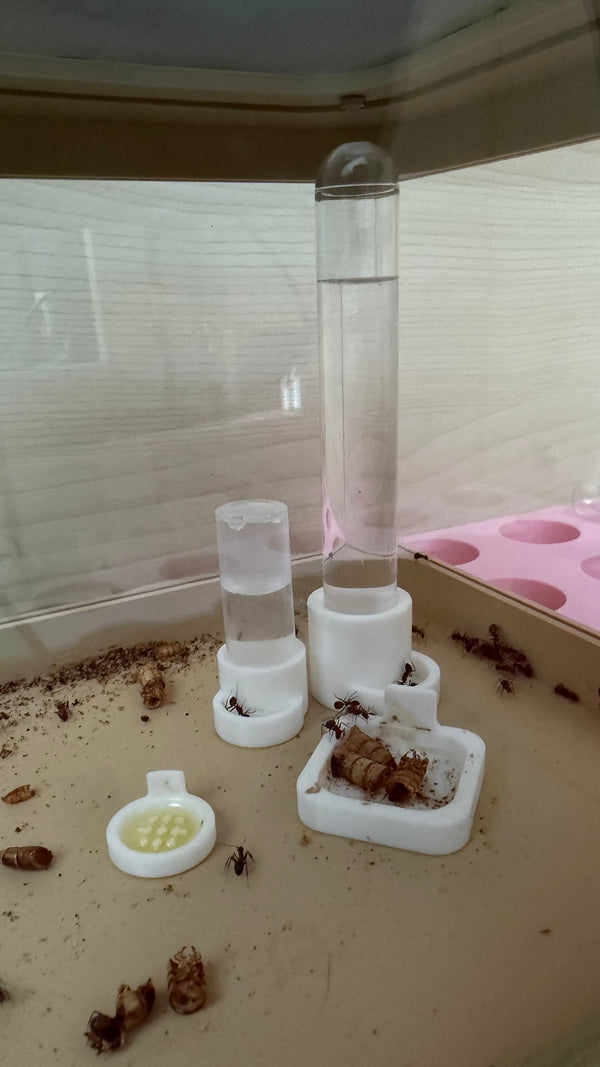 💧 Abreuvoir XL sécurisé pour fourmis – 15 ml